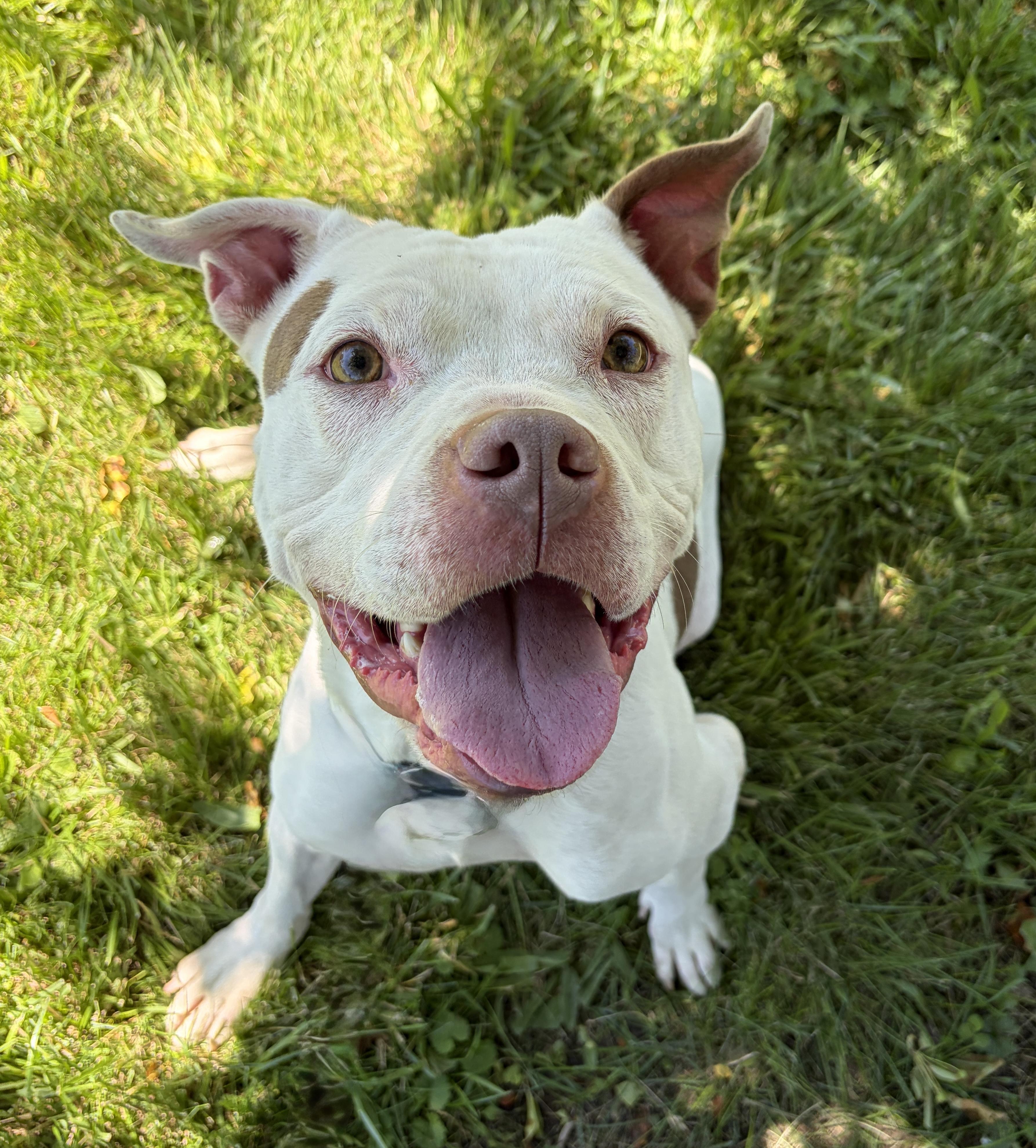 Hunter AVAILABLE , ADOPTABLE, Adult Male American Bulldog.
