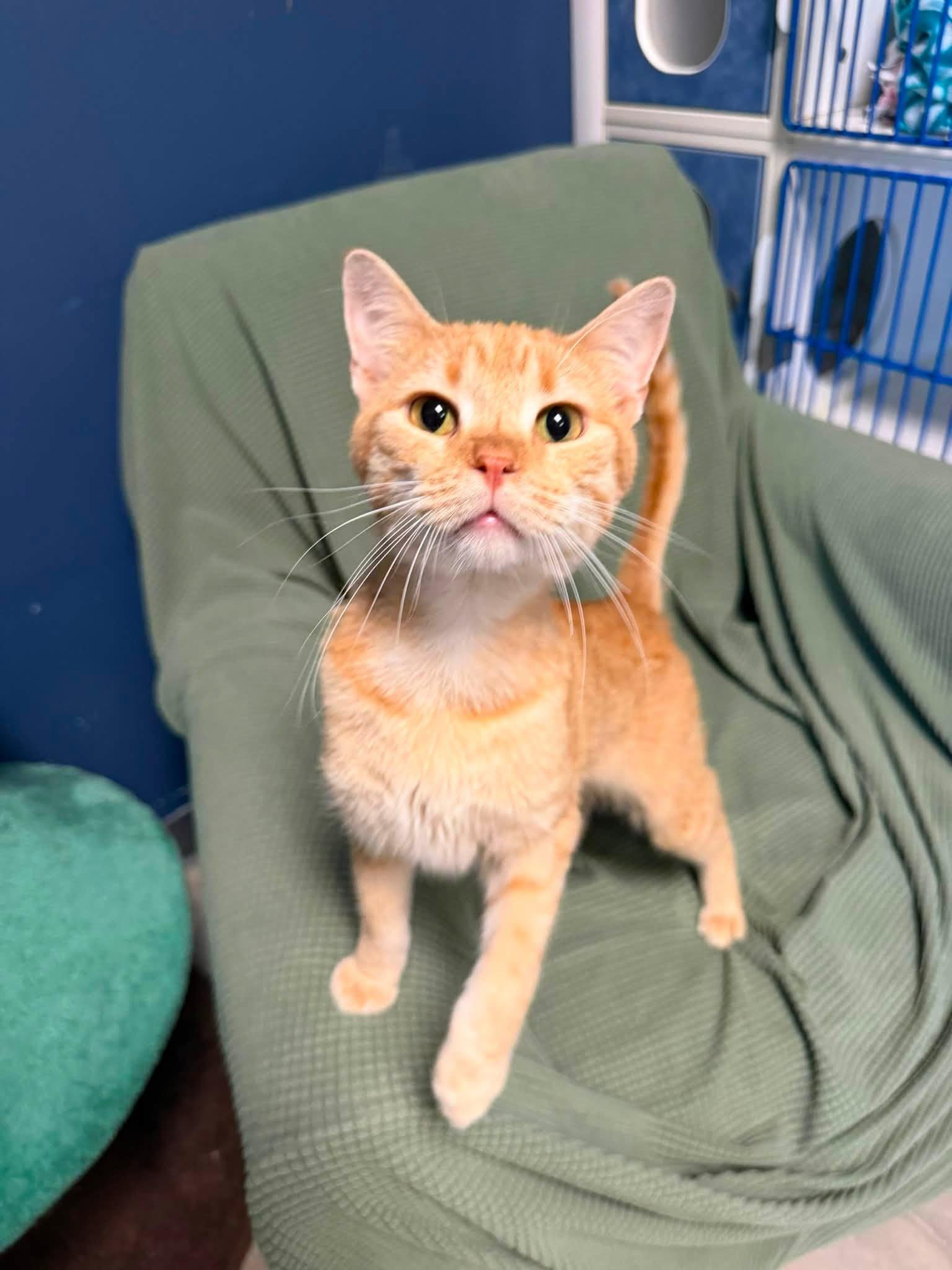 Simba, ADOPTABLE, Young Male Domestic Short Hair.