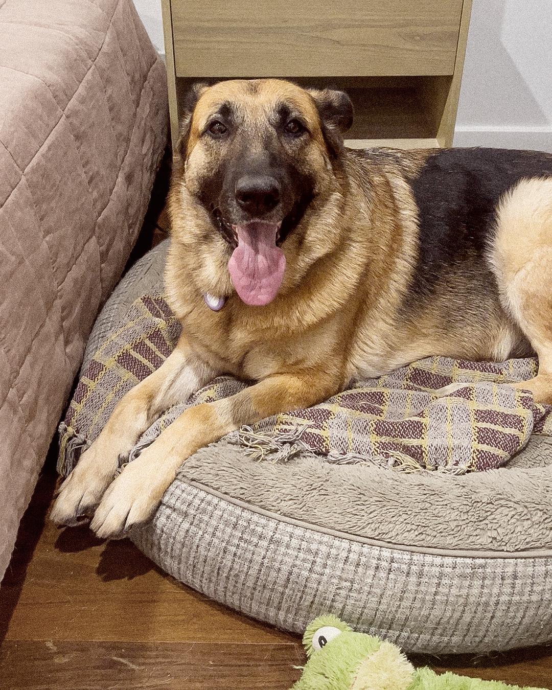 Enlarge Blanche, a Adoptable German Shepherd Dog in Los Angeles, CA image 6/6