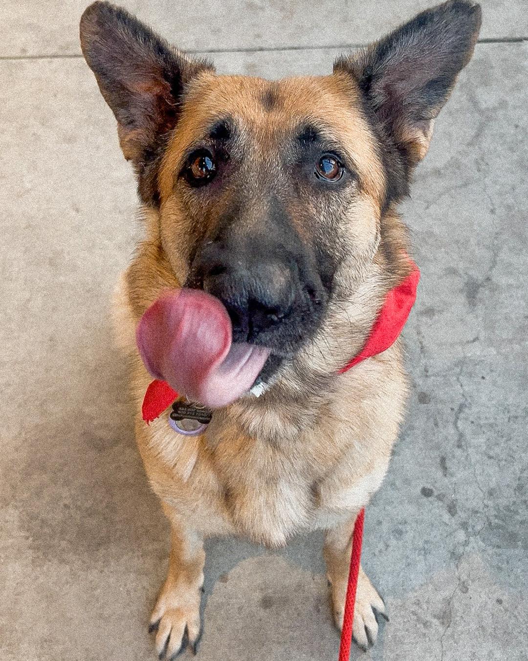 Enlarge Blanche, a Adoptable German Shepherd Dog in Los Angeles, CA image 3/6