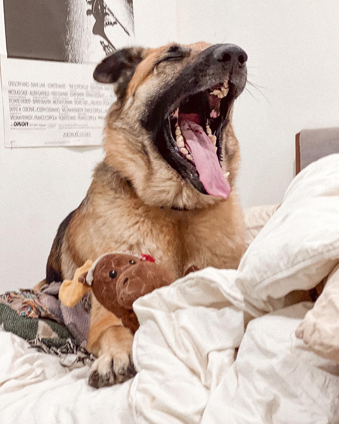 Enlarge Blanche, a Adoptable German Shepherd Dog in Los Angeles, CA image 2/6