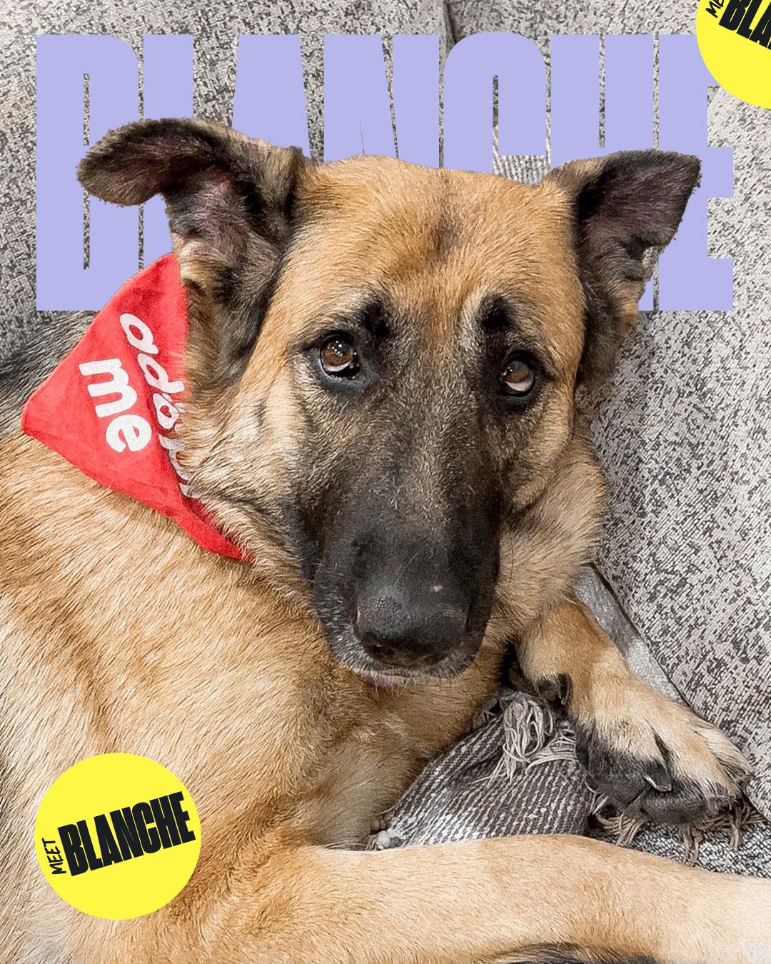 Enlarge Blanche, a Adoptable German Shepherd Dog in Los Angeles, CA image 1/6