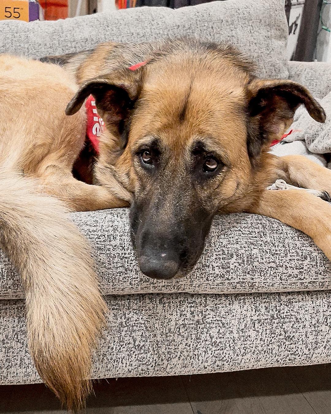 Enlarge Blanche, a Adoptable German Shepherd Dog in Los Angeles, CA image 5/6