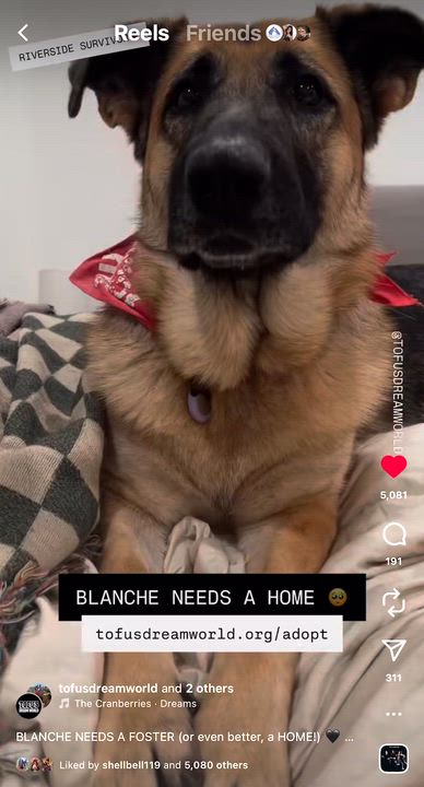 Enlarge Blanche, a Adoptable German Shepherd Dog in Los Angeles, CA video 4/6
