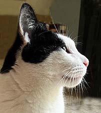 Callum, Adopted, Adult Male Tuxedo.