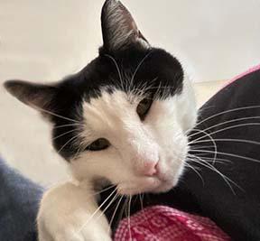 Enlarge Callum, a Adopted Tuxedo in Tiburon, CA image 2/2