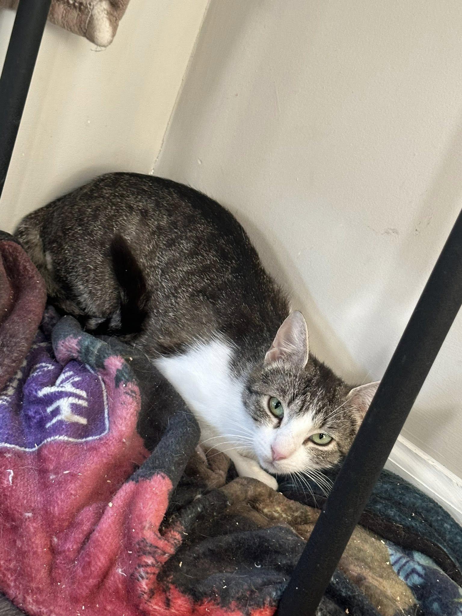 Cookie, ADOPTABLE, Young Female Domestic Short Hair.