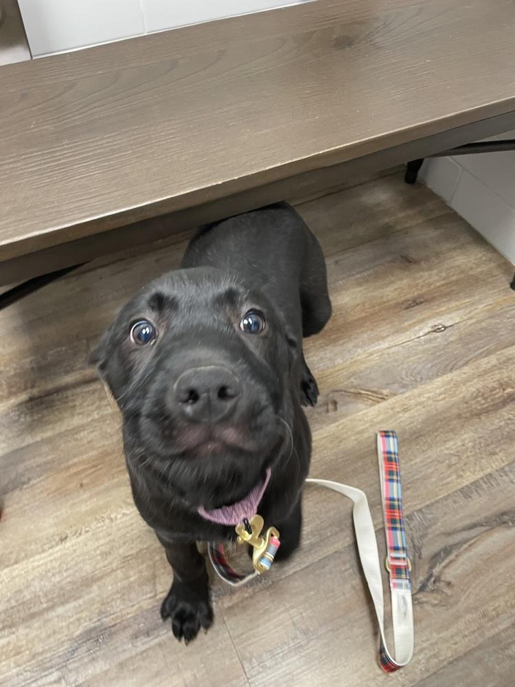 Sparkles, Adoptable, Puppy Female Retriever & German Shepherd Dog.