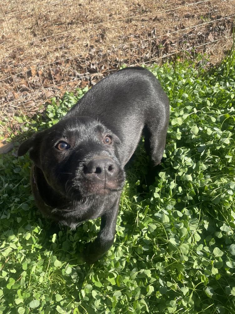 Sparkles, a Adoptable mixed breed in Newnan, GA image 2/6