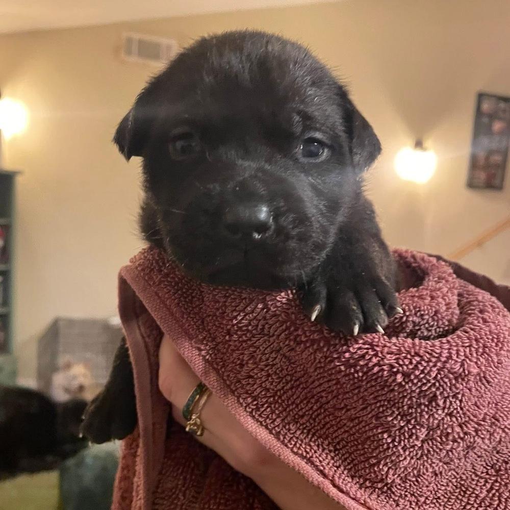 Sparkles, a Adoptable mixed breed in Newnan, GA image 3/6