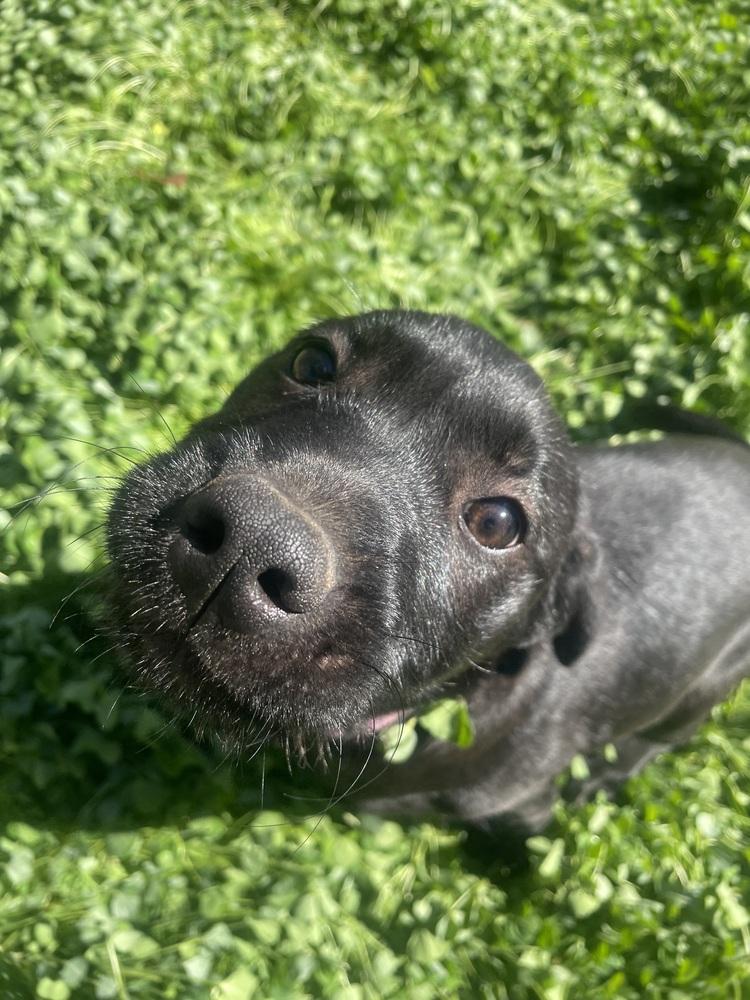 Sparkles, a Adoptable mixed breed in Newnan, GA image 4/6