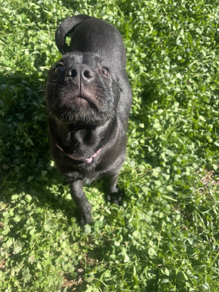 Sparkles, a Adoptable mixed breed in Newnan, GA image 5/6