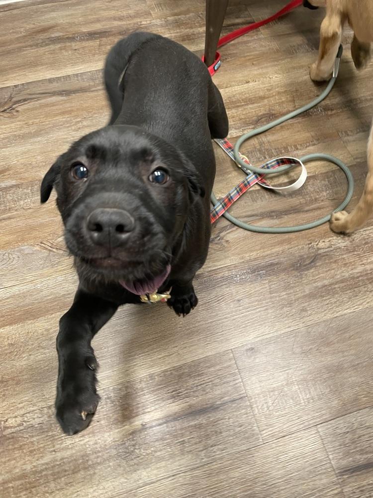 Sparkles, a Adoptable mixed breed in Newnan, GA image 6/6