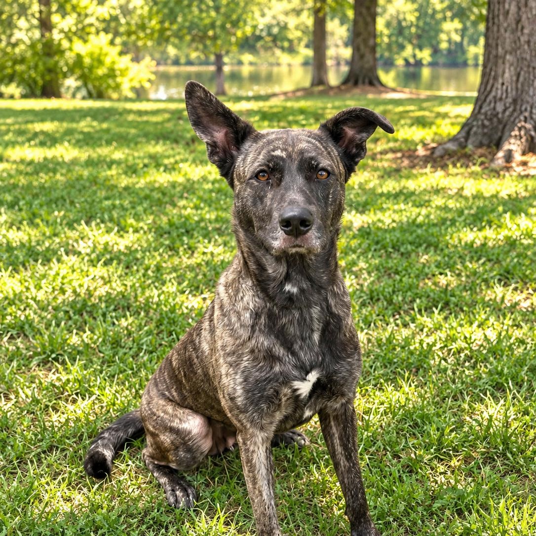Enlarge Keira, a Adoptable mixed breed in Winter haven, FL image 2/2