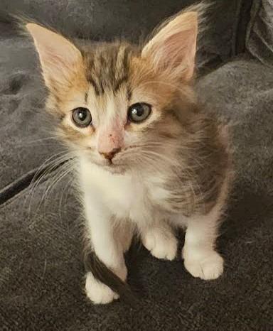 Whiskers, Adopted, Young Female Domestic Medium Hair.