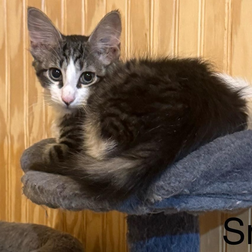 Enlarge Blaze, a Adoptable Domestic Medium Hair in Anna, TX image 1/1