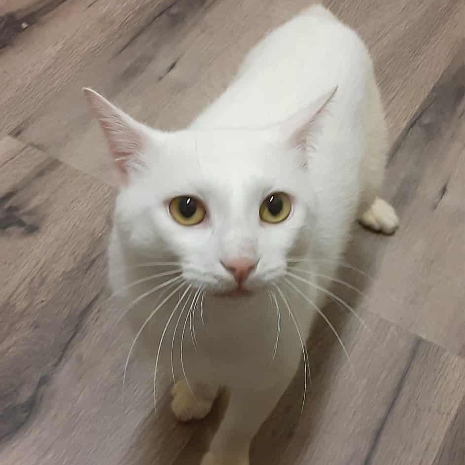 Enlarge Little Boy, a Adoptable Domestic Short Hair in Myrtle Beach, SC image 3/6