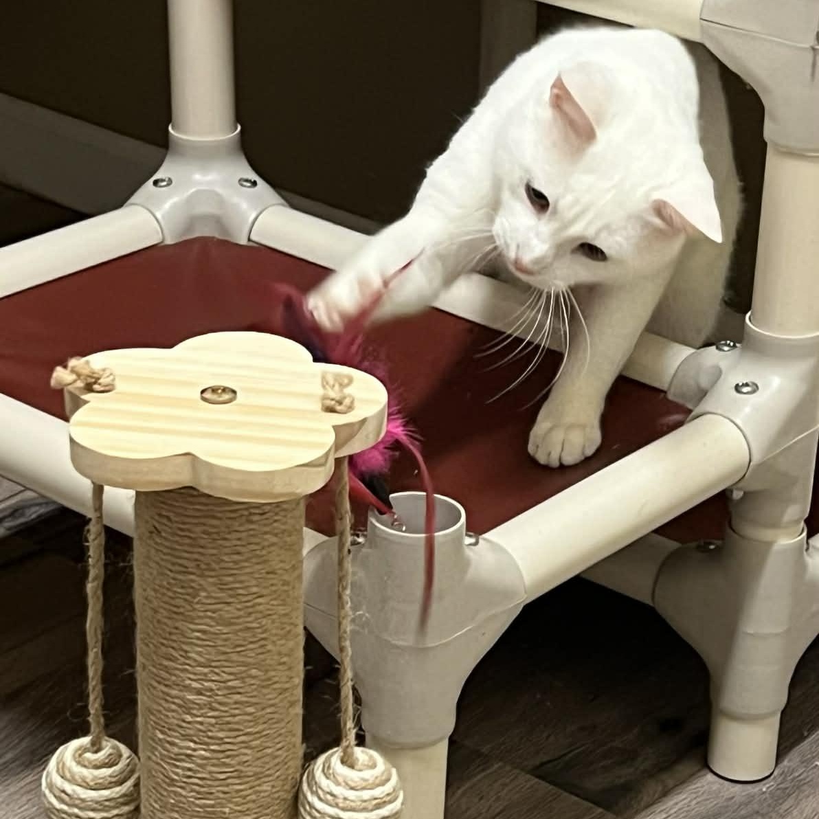 Enlarge Little Boy, a Adoptable Domestic Short Hair in Myrtle Beach, SC image 4/6