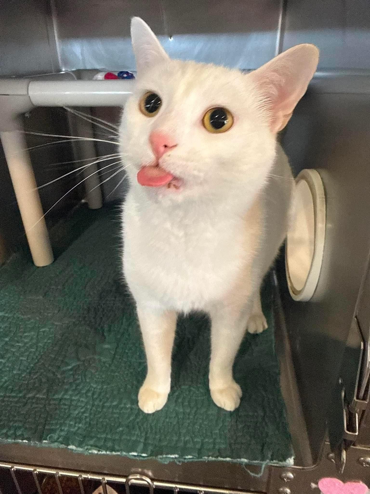 Enlarge Little Boy, a Adoptable Domestic Short Hair in Myrtle Beach, SC image 1/6