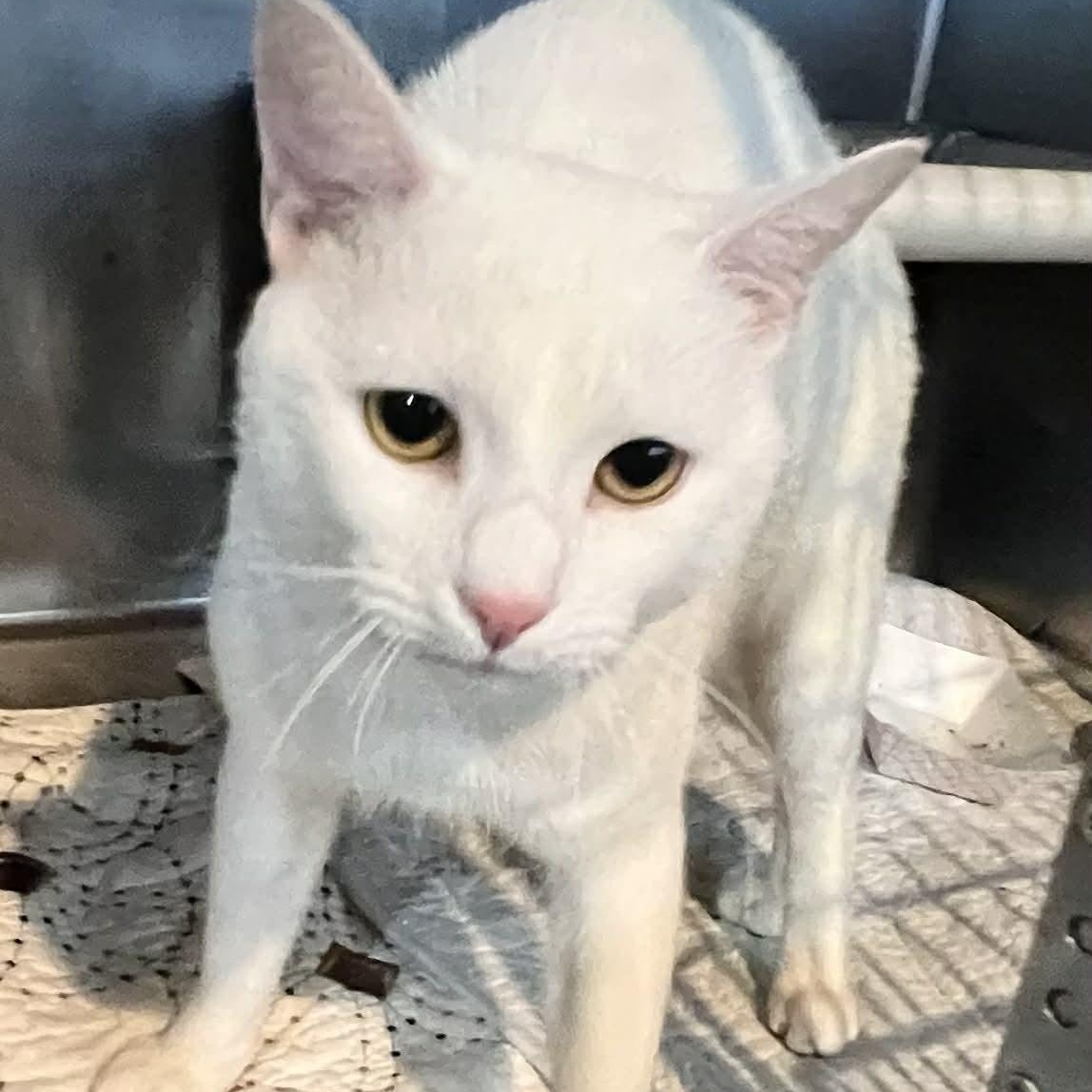 Enlarge Little Boy, a Adoptable Domestic Short Hair in Myrtle Beach, SC image 5/6