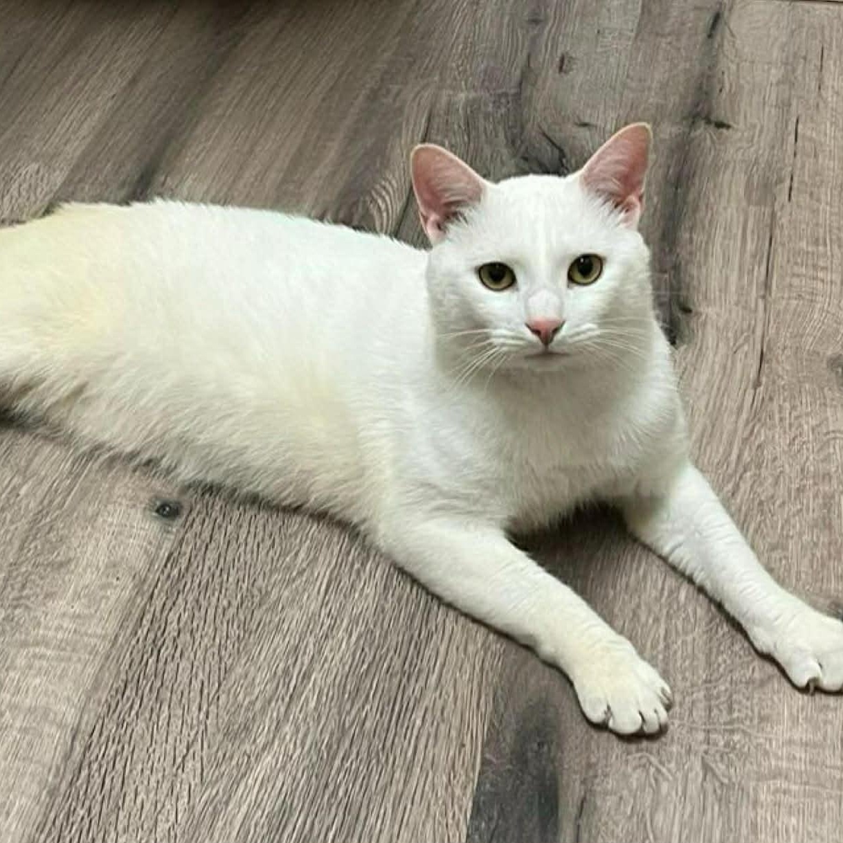Enlarge Little Boy, a Adoptable Domestic Short Hair in Myrtle Beach, SC image 2/6
