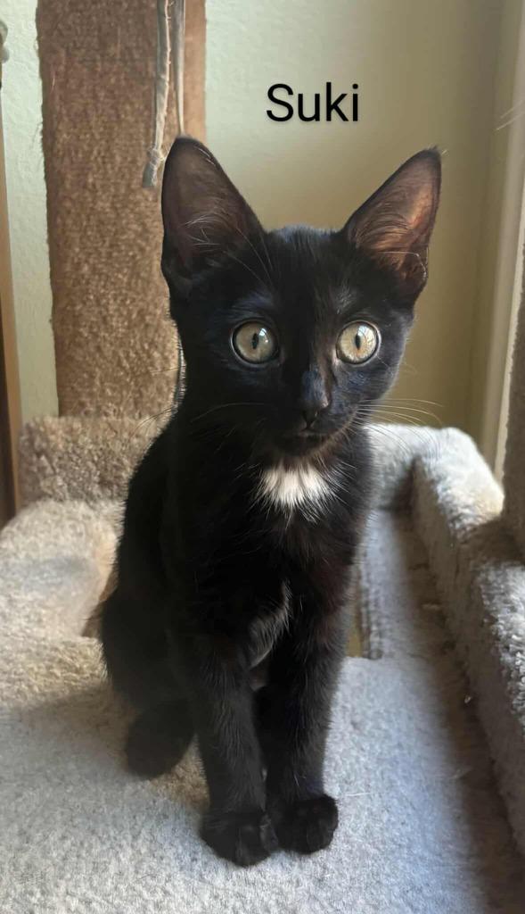 Enlarge Suki, a Adoptable mixed breed in San Jacinto, CA image 1/4