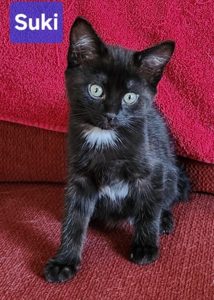 Suki, Adoptable, Young Female Domestic Short Hair.