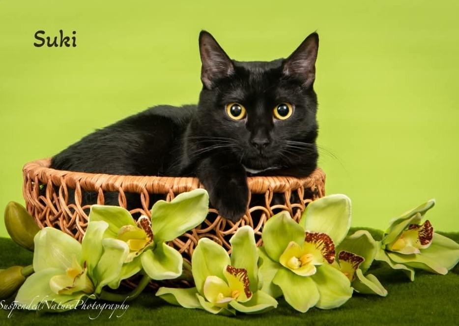 Suki, Adoptable, Young Female Domestic Short Hair.