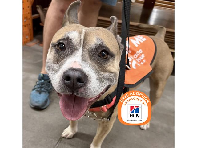 Enlarge MAJOR, a Adoptable mixed breed in Phoenix, AZ image 1/1