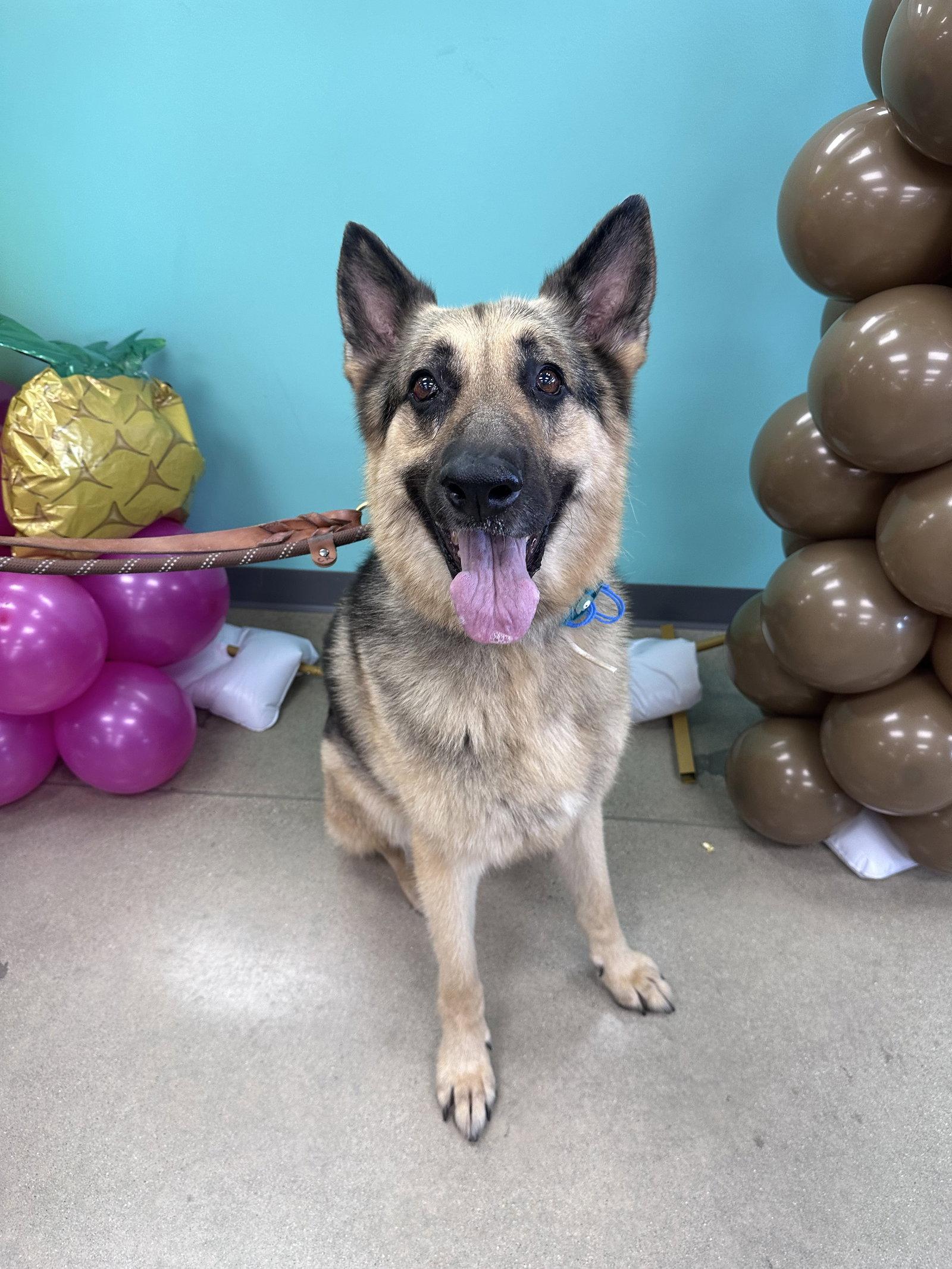 Bruno, a Adoptable German Shepherd Dog in Hillside, IL image 1/3