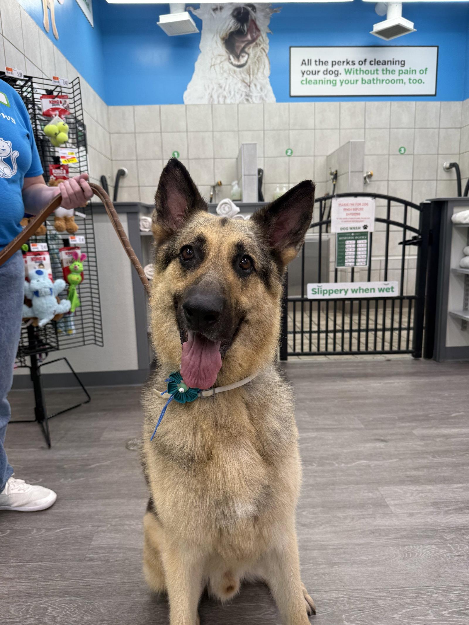 Bruno, a Adoptable German Shepherd Dog in Hillside, IL image 2/3