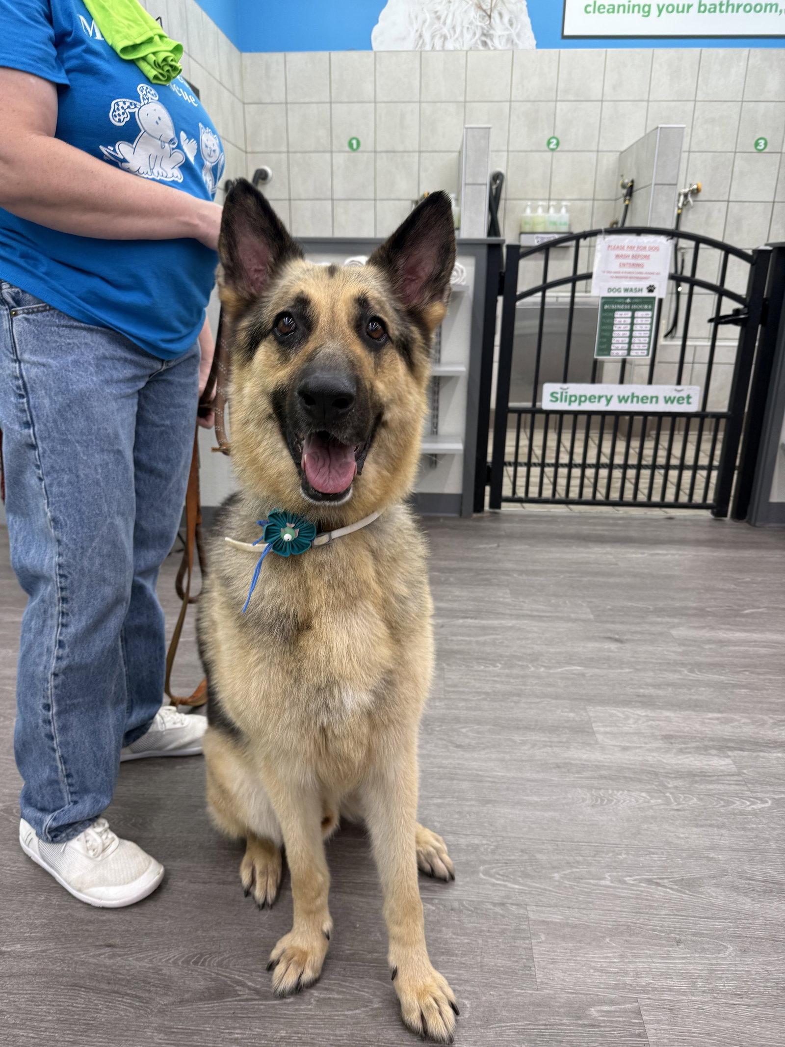 Bruno, a Adoptable German Shepherd Dog in Hillside, IL image 3/3