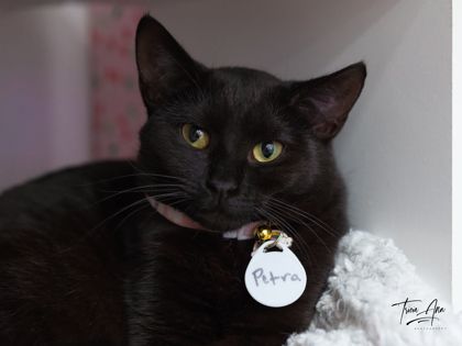 Petra Gabi (Working Cat) photo 3