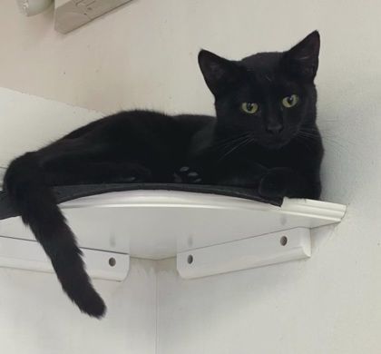 Petra Gabi (Working Cat) photo 2
