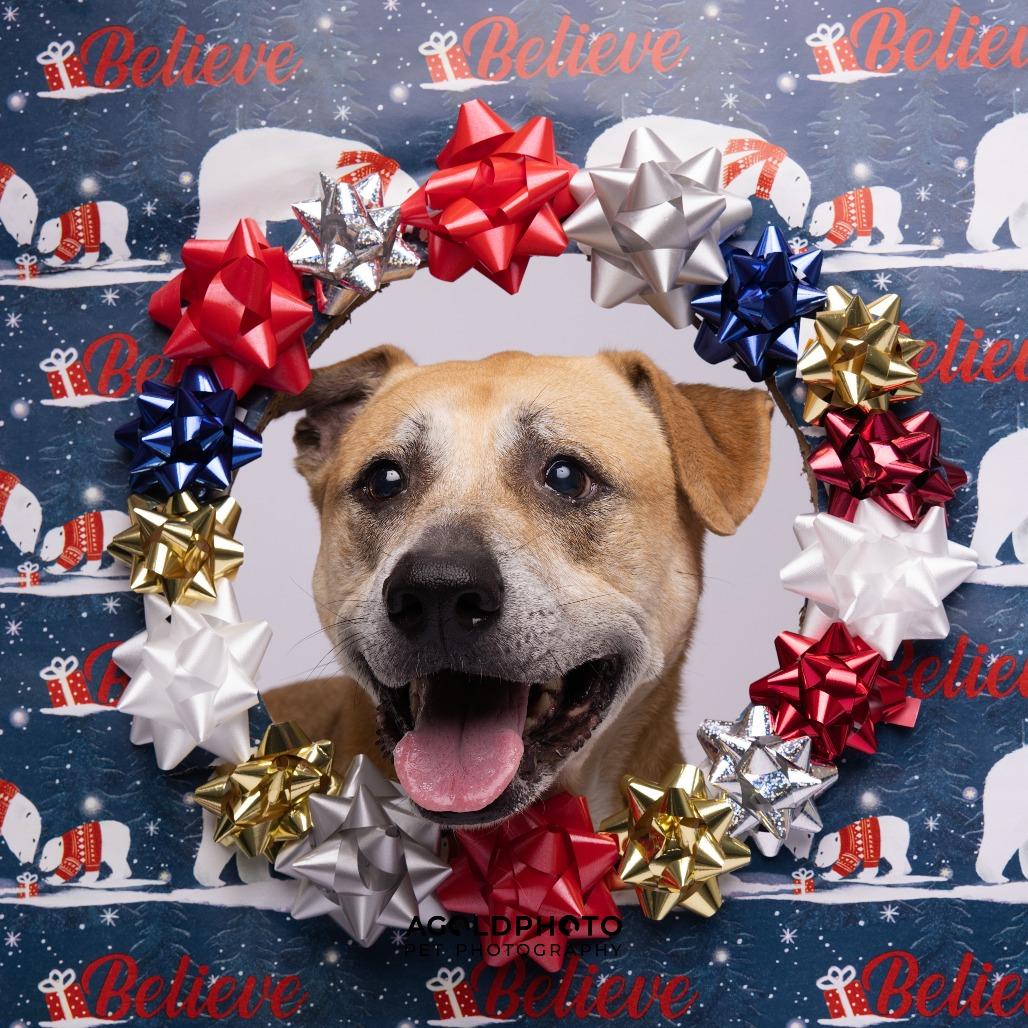 Lilac, Adoptable, Adult Female Shepherd & Mixed Breed.