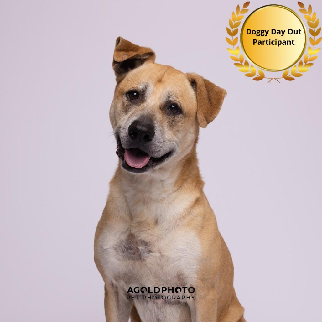 Enlarge Lilac, a Adoptable mixed breed in Tampa, FL image 2/6