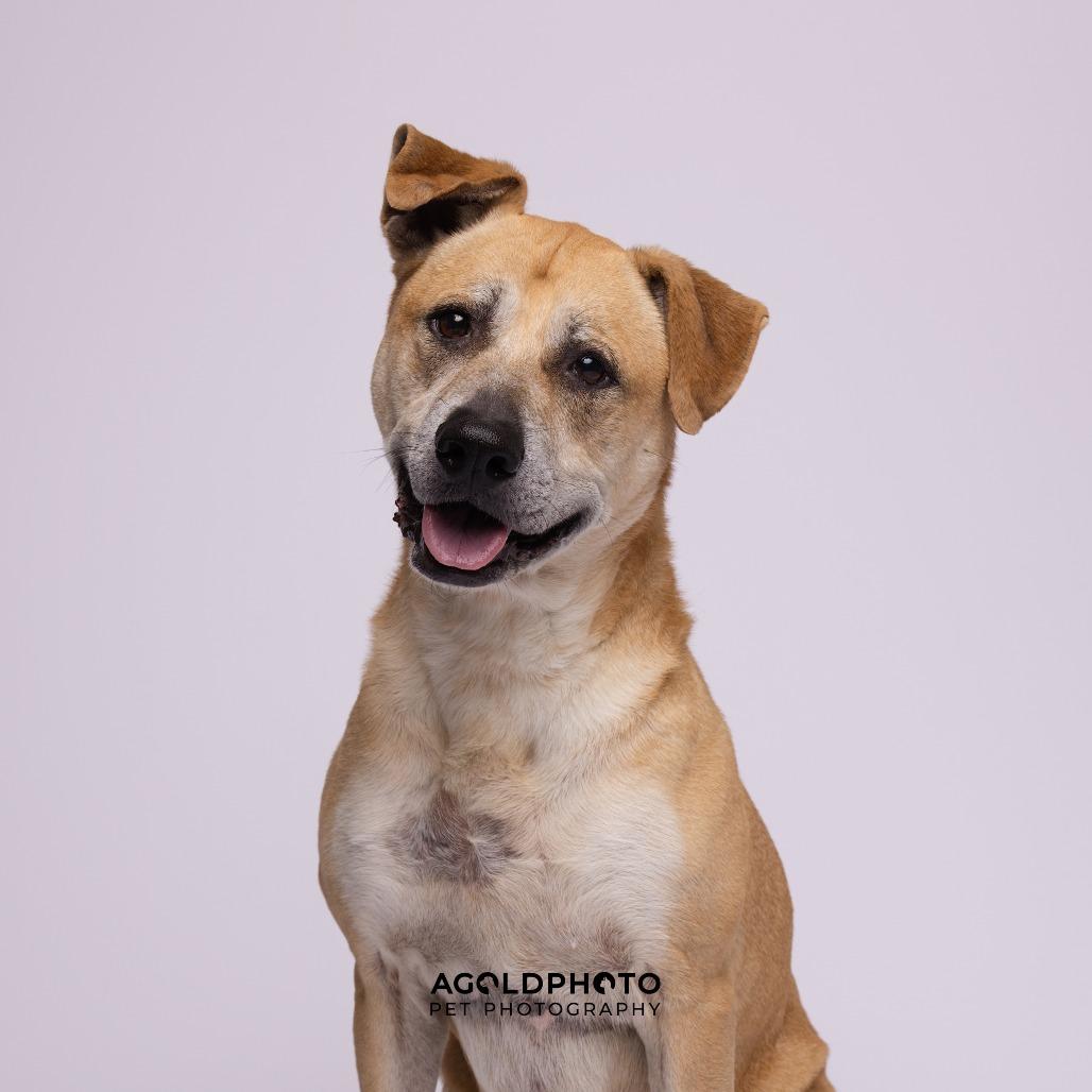 Enlarge Lilac, a Adoptable mixed breed in Tampa, FL image 2/5