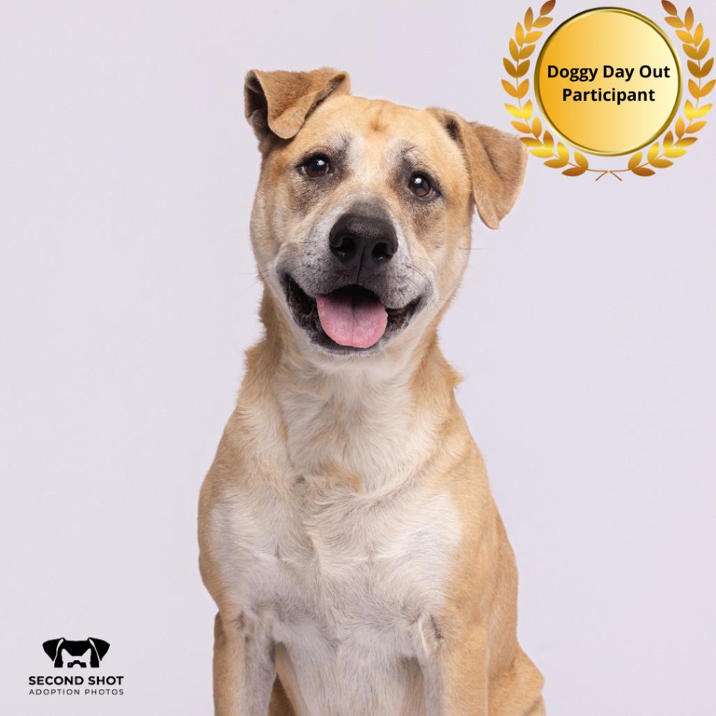 Enlarge Lilac, a Adoptable mixed breed in Tampa, FL image 3/5
