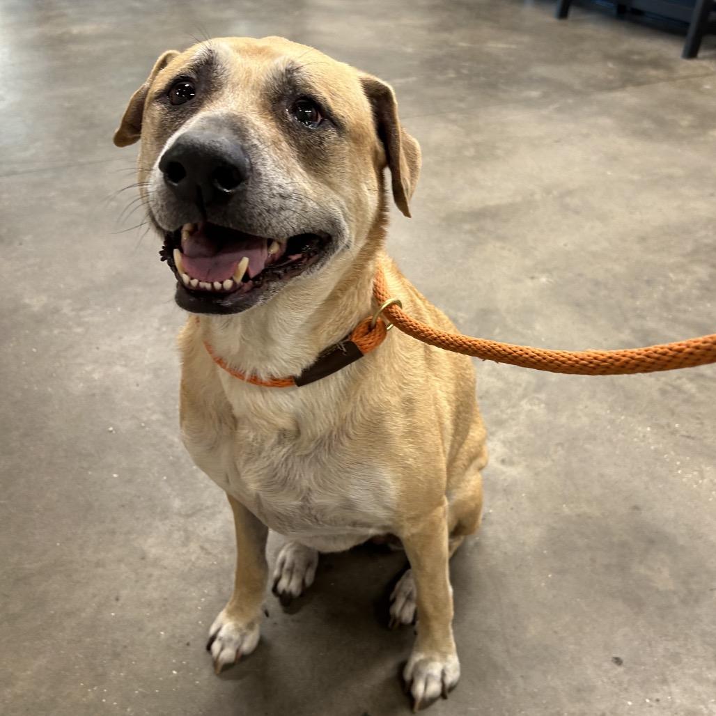 Enlarge Lilac, a Adoptable mixed breed in Tampa, FL image 4/5