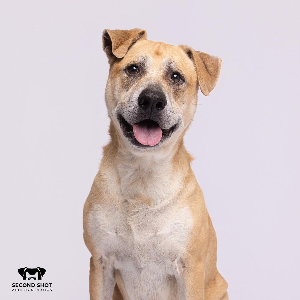 Enlarge Lilac, a Adoptable mixed breed in Tampa, FL image 5/5