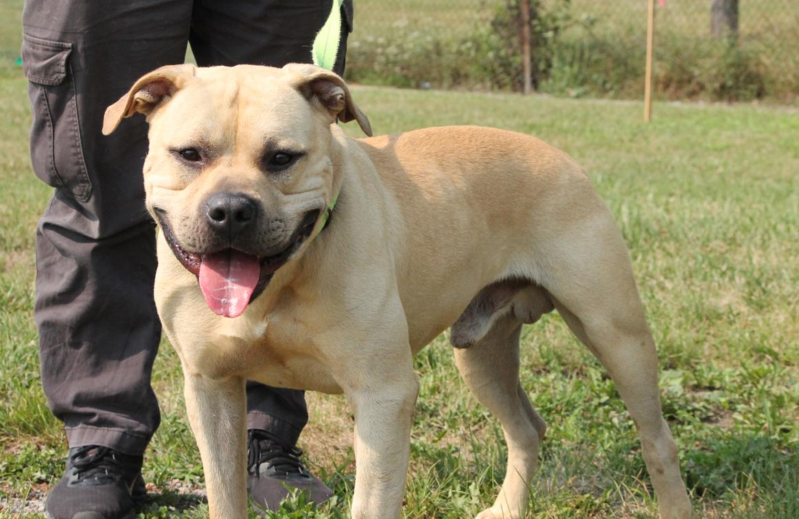 POLO (Hunky and huggable)