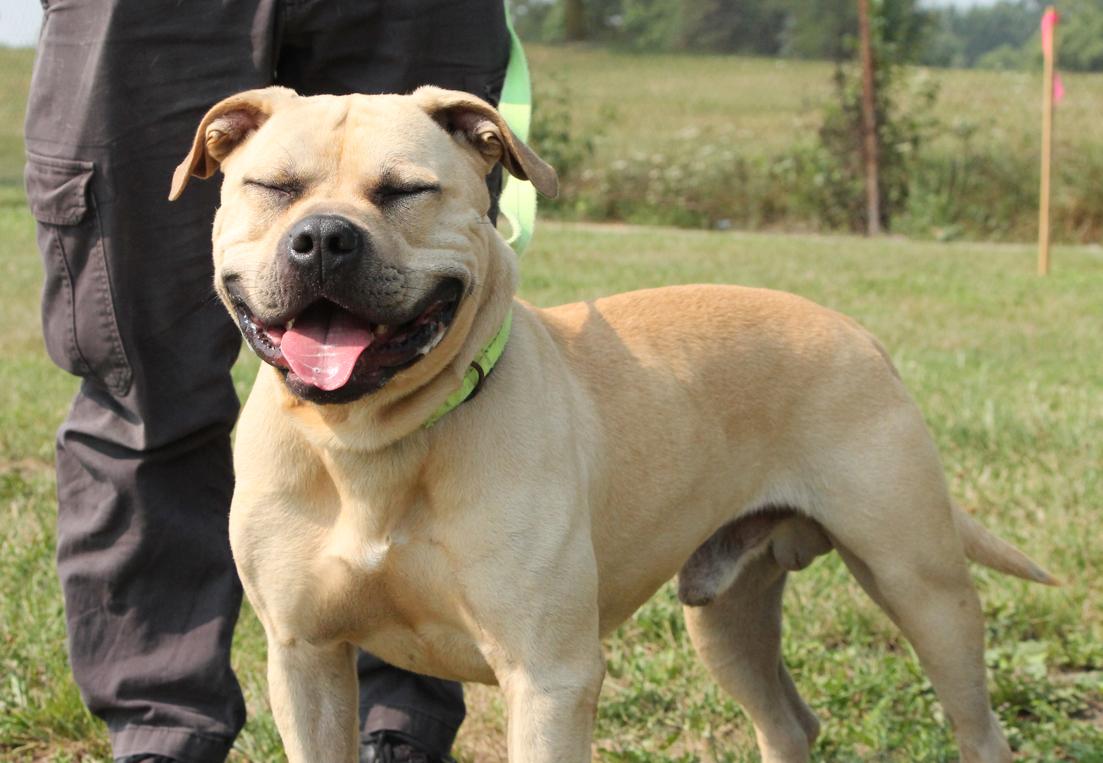 POLO (Hunky and huggable)