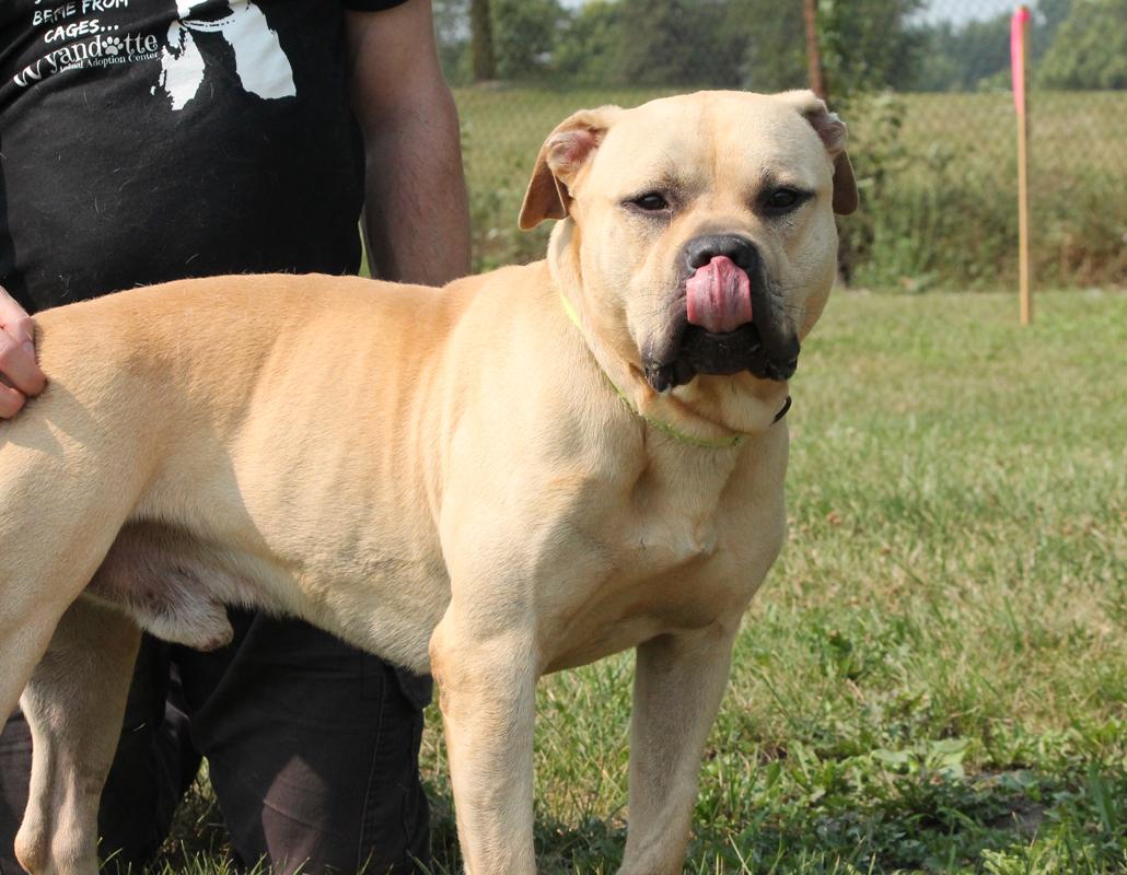 POLO (Hunky and huggable)