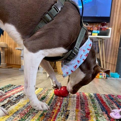 Enlarge Checkers, a Adoptable Pit Bull Terrier in Beaumont, TX image 1/5