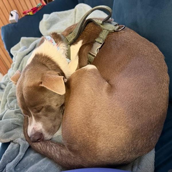 Enlarge Checkers, a Adoptable Pit Bull Terrier in Beaumont, TX image 2/5