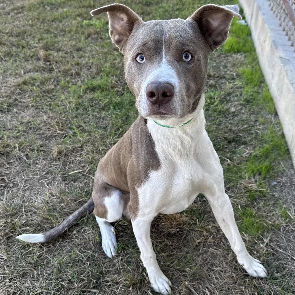 Enlarge Checkers, a Adoptable Pit Bull Terrier in Beaumont, TX image 4/5