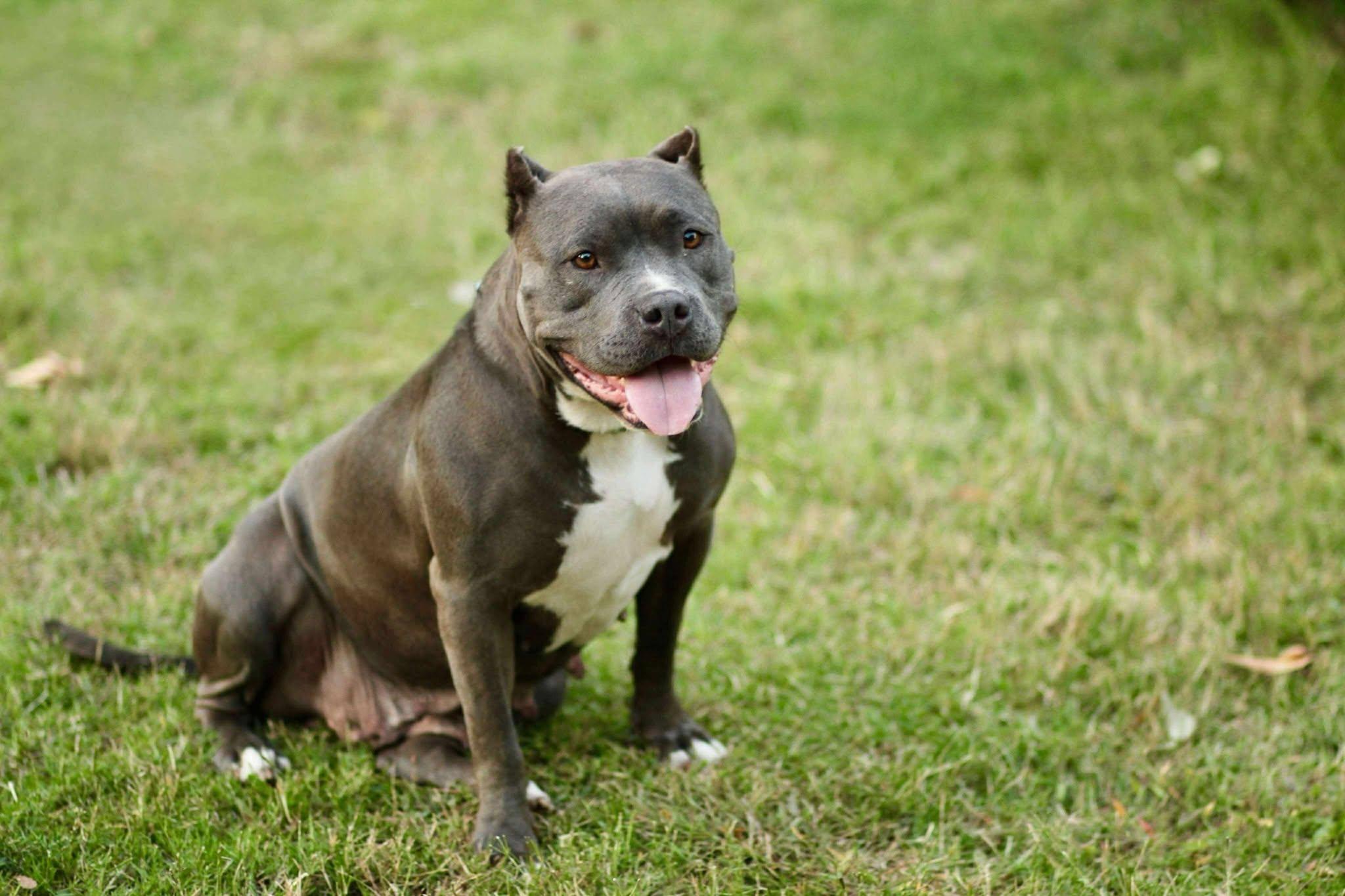 Xena, a Adoptable Pit Bull Terrier in Yuba City, CA image 4/5