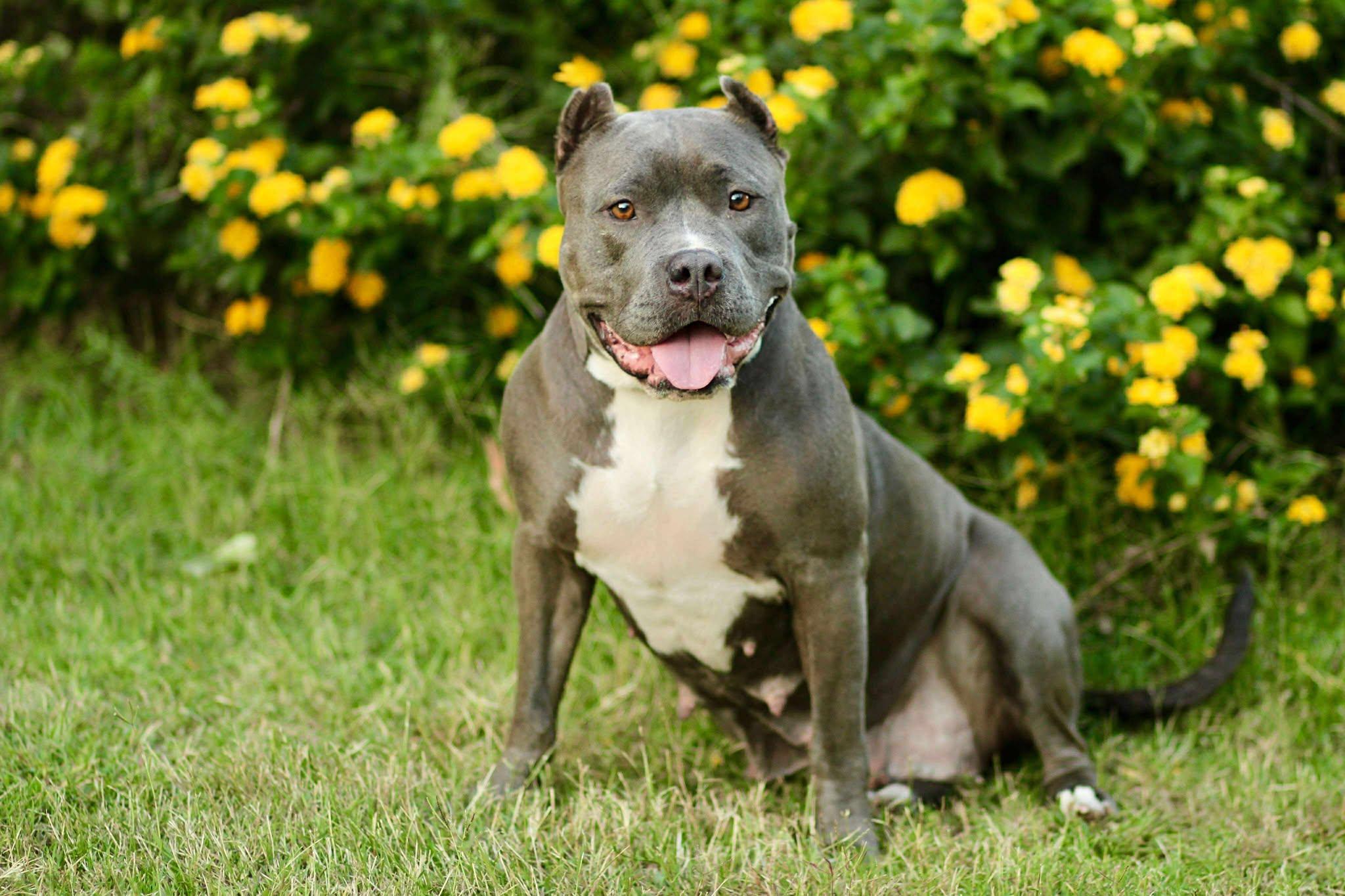 Xena, a Adoptable Pit Bull Terrier in Yuba City, CA image 1/5