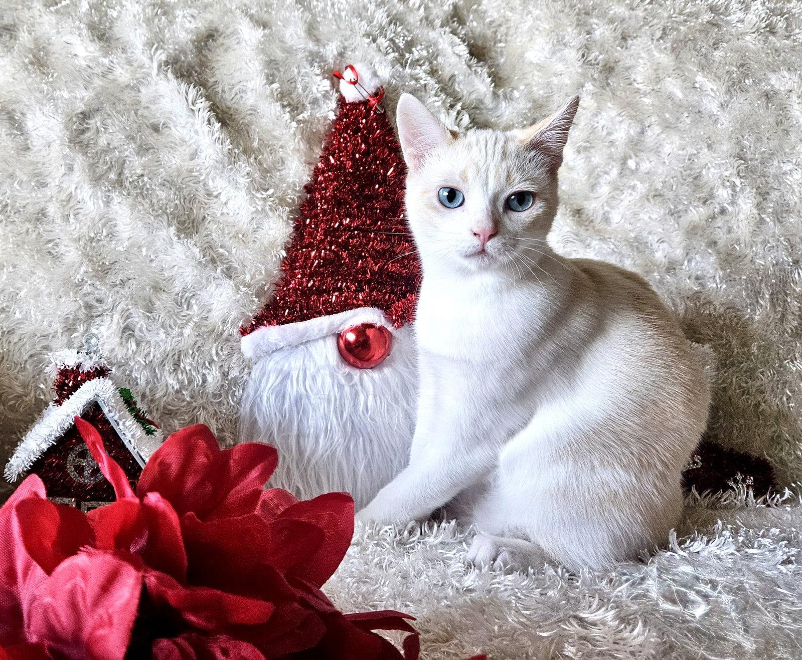 FREYA - Bonded with Loki, Adoptable, Kitten Male Domestic Short Hair & Siamese.