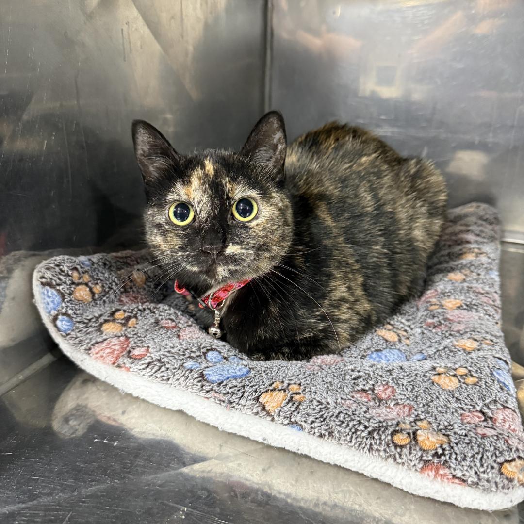 Enlarge Zoe, an adopted Domestic Short Hair in Monaca, PA image 1/1